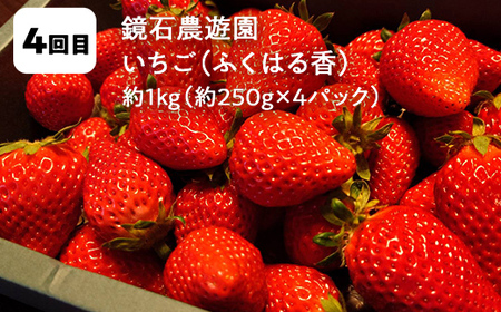 【2026年から発送開始】鏡石町 まきばのフルーツ定期便（桃 約5kg・和梨 約5kg・りんご 約10kg・いちご 約1kg）モモ もも ナシ なし リンゴ イチゴ 苺 福島県 鏡石町 F6Q-416