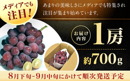 【先行予約 8月下旬発送】富士の輝 1房（約700g） ぶどう / ブドウ 葡萄 シャインマスカット[AFCK001]