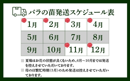 産地直送 ミニバラ 花束 50本 [申込から3か月以内 お届け] ラッピング付 切花 切り花 カットローズ 品種 色 おまかせ 訳あり 訳アリ 四季咲き ミニ バラ 花 ガーデニング 生産量 日本一 ※沖縄 離島配送不可 薔薇 セントラルローズ [mt2085] 
