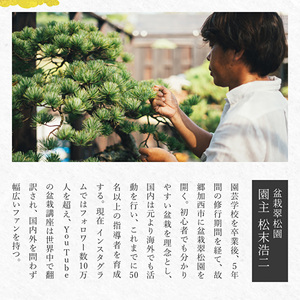 盆栽 翠松園 商品クーポン券 150,000円分 植物 観葉植物 園芸 商品券 兵庫県