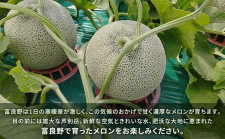 富良野産 訳あり キングメロン 4～6玉 (計8kg) 赤肉 メロン ご家庭用 富良野メロン 果物 フルーツ 甘い ジューシー 新鮮 贈り物 ギフト おやつ 夏 北海道 富良野市