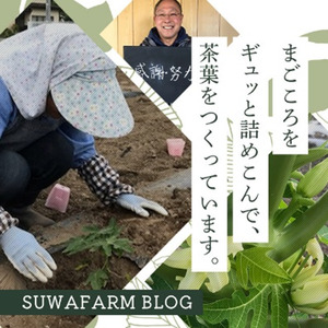 酵素パパイヤ美容茶 100g1袋/30包1袋/ すわファーム お茶 [91-14]