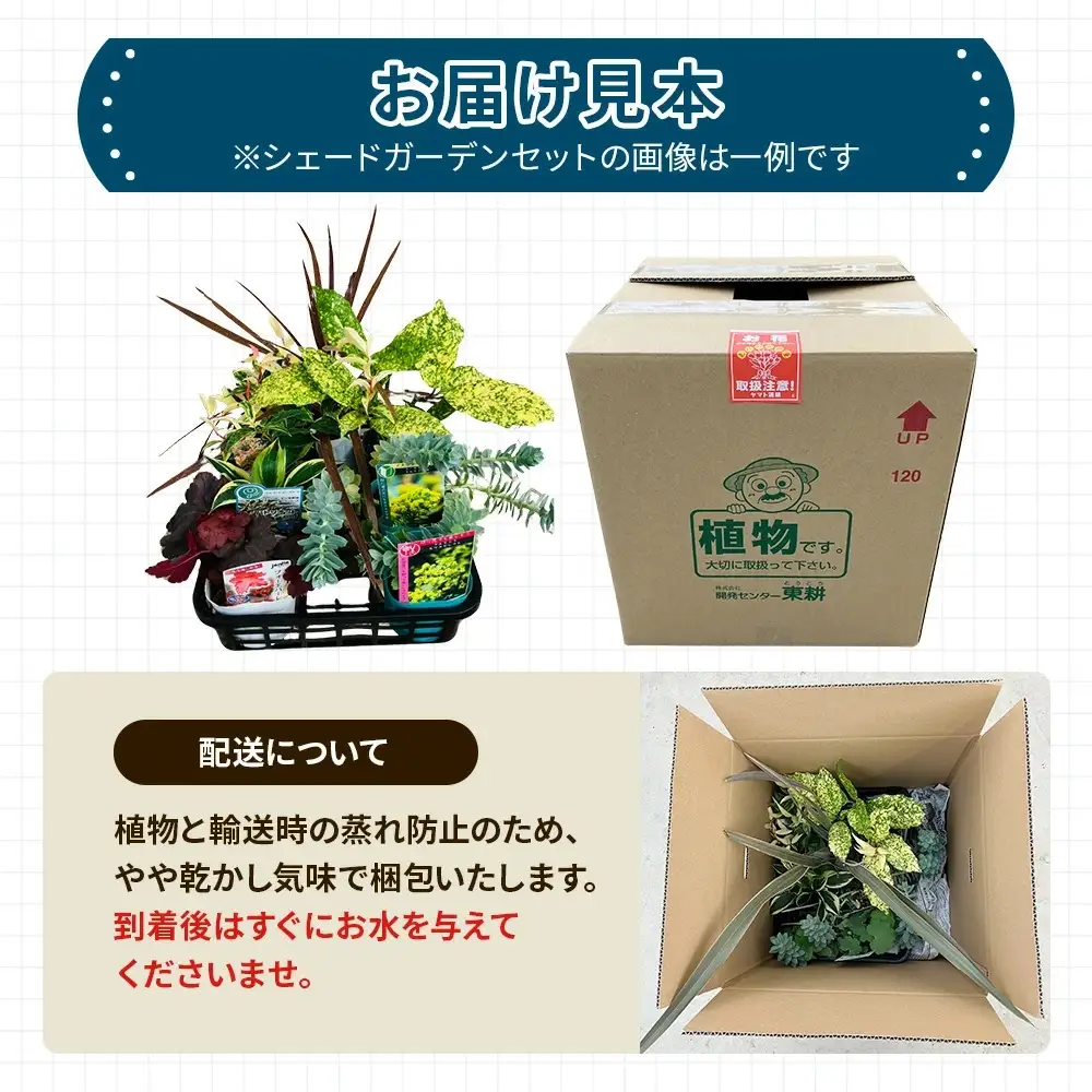 日陰で育つシェードガーデン（洋風）セット【ガーデニング 家庭菜園 園芸 初夏 夏 花壇 庭 鉢 玄関 プランター 寄せ植え おうち時間 趣味 ベランダ 土っ子倶楽部 プレゼント ギフト 】