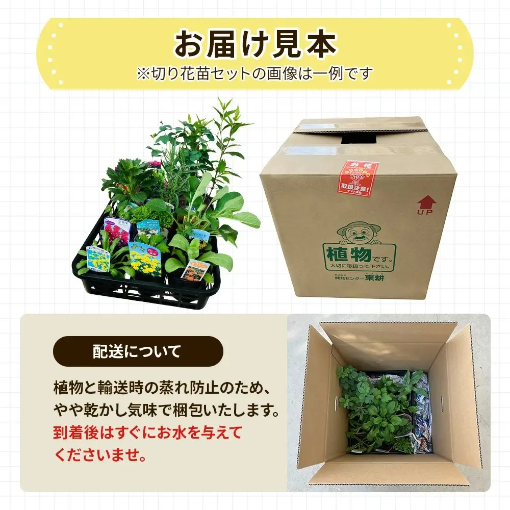 季節の切り花苗 お任せ12ポットmixセット【 花苗セット 花 季節の花 花セット ガーデニング 家庭菜園 園芸 初夏 夏 花壇 庭 鉢 玄関 プランター 寄せ植え おうち時間 趣味 ベランダ 土っ子倶楽部 プレゼント ギフト 】
