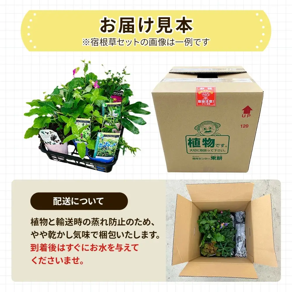 季節の宿根草 お任せ7ポットmixセット【切り花苗 花苗 花苗セット 花 季節の花 花セット ガーデニング 家庭菜園 園芸 初夏 夏 花壇 庭 鉢 玄関 プランター 寄せ植え おうち時間 趣味 ベランダ 土っ子倶楽部 プレゼント ギフト 】