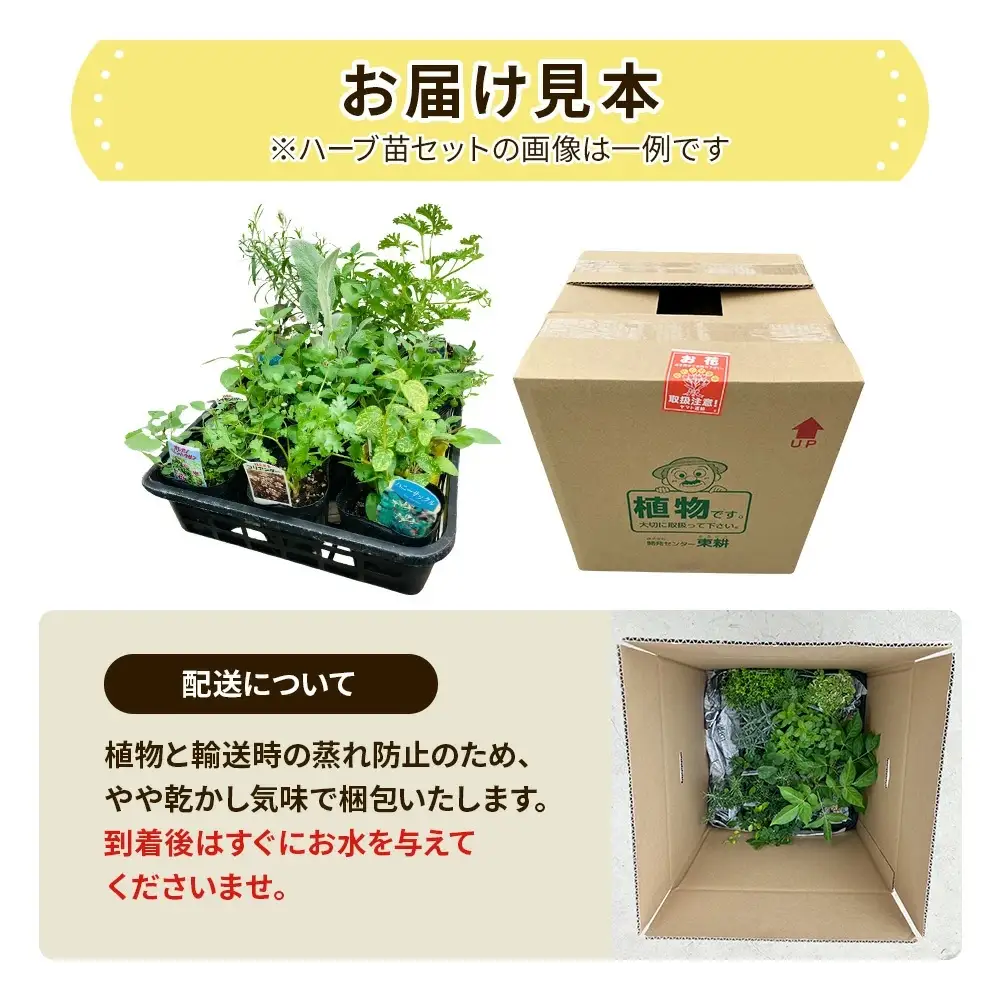 季節のハーブ苗お任せ12ポットmixセット【ハーブ ハーブ苗 花苗 花苗セット 花 季節の花 花セット ガーデニング 家庭菜園 園芸 初夏 夏 花壇 庭 鉢 玄関 プランター 寄せ植え おうち時間 趣味 ベランダ 土っ子倶楽部 プレゼント ギフト 】