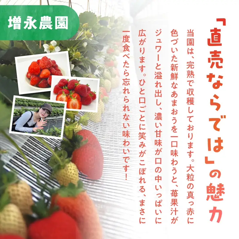 【増永農園】 あまおう 270g×2パック 【2027年1月より順次発送】 ジューシー フレッシュ 苺 果物 くだもの スイーツ作り 数量限定 イチゴ 期間限定 美味しい いちご 福岡県 八女市 190-001
