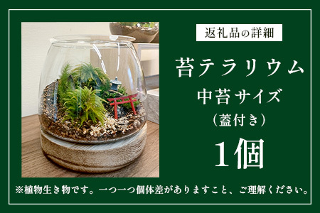 H-53　苔テラリウム　手入れ簡単 癒やしのインテリア 卓上サイズ 誕生日 プレゼント雑貨 敬老の日 贈り物 観葉植物 初心者 鹿島市産 / mossty