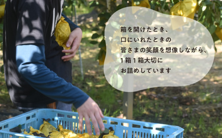 新高梨 ご家庭用 3-6玉 (岡山県産) 【KF-C020-01】