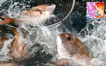 【父の日】岡山ブランド魚 桃鯛 鯛めしセット 桃鯛めしの具 約550g×2食分 （厚切り身約150g×2食・桃鯛で作った鯛スープ400㏄×2食） 鯛めし スープ付き 小分け 簡単調理 冷凍 岡山県 倉敷市