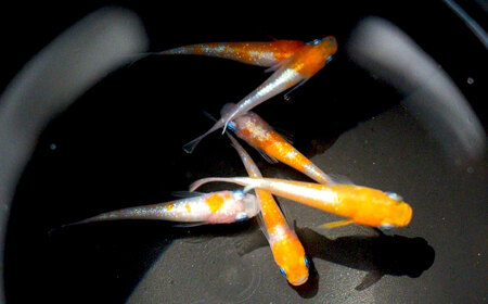 紅白ミックスメダカ 6匹 （1.5～3cm前後） メダカ めだか 紅白 魚 観賞魚 ペット ひので屋 山梨県 中央市