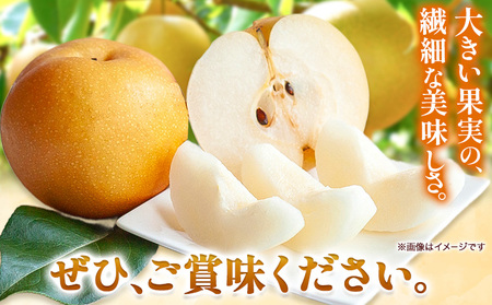 梨 あたご梨 1玉 約1.1kg 贈答箱入り 石原果樹園《2026年11月中旬-12月下旬頃出荷》岡山県 浅口市 フルーツ 果物 ギフト 贈り物 国産 岡山県産 送料無料
