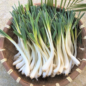 【令和8年3月頃発送】島らっきょう1ｋｇ(皮処理済）