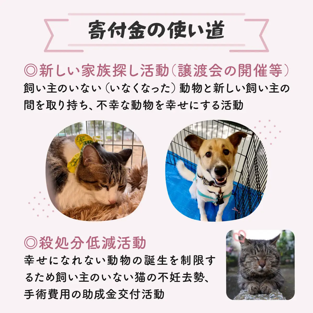 日本動物愛護協会殺処分低減活動への寄附【犬猫殺処分ゼロ】（返礼品なし）【MRI-AiD】【寄付額：3000円】【pr-0902-2】