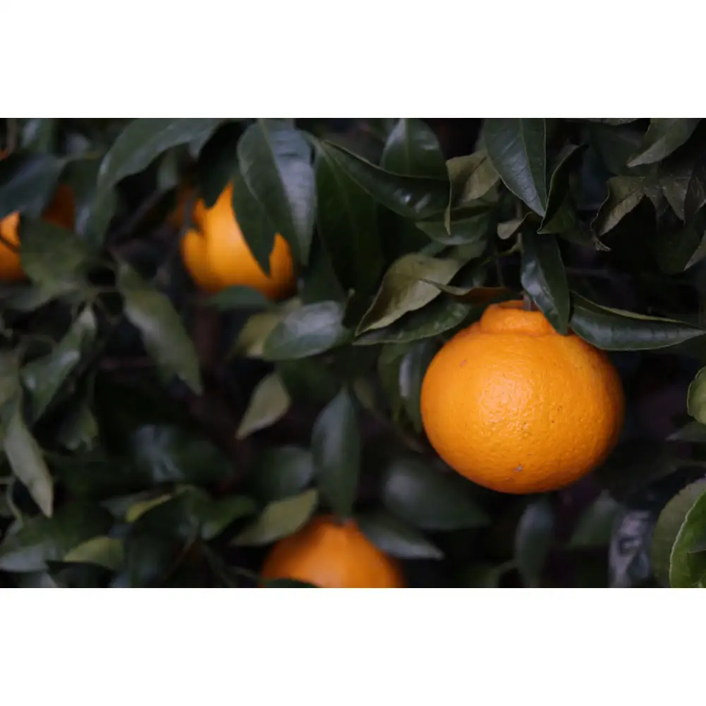 数量限定 有田みかんの産地から届く 果汁100％！ 搾りたての柑橘ジュース 180ml×24本