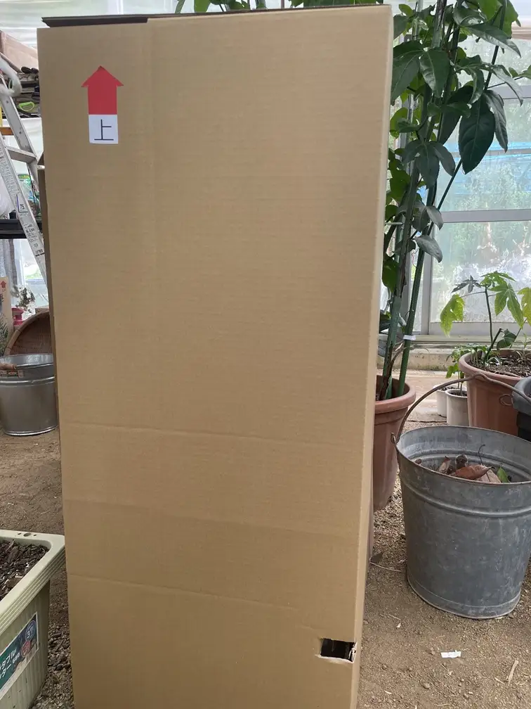 【先行予約】上郡町産 パパイヤの苗木 | パパイヤ 植物 トロピカル フルーツ 家庭菜園 兵庫県 上郡町