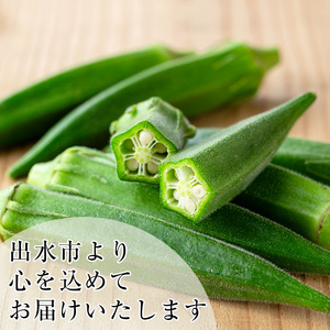 いずみ産 オクラ 新たな品種・ジュピター 1.2kg 【イーサイドライン】 i1216-B