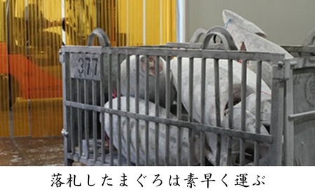 三崎マグロ 卸問屋カネシメ の 本鮪 赤身 1kgセット M070-003 冷凍 マグロ