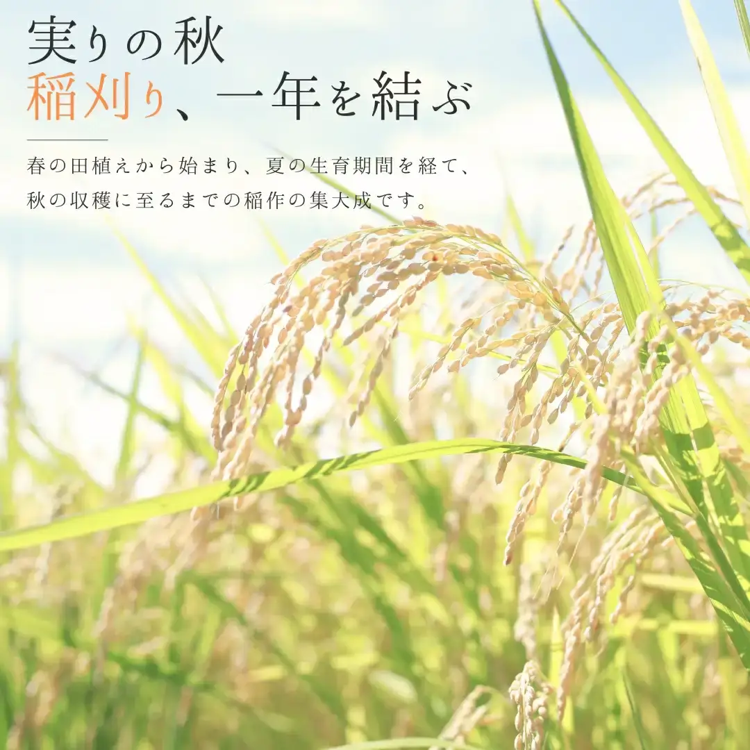 新潟県産こしいぶき 3kg 1等米 2025年産 三条市保内産 精米 白米 令和7年産 米 [はせがわ農園]【010S842】