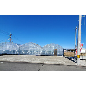 いちご狩り 大人2名 4品種栽培