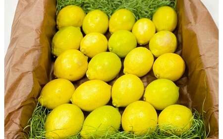 環境マイスターのレモン 2kg（無肥料／栽培期間中農薬を減らして栽培）【2025年11月上旬～2026年6月下旬発送予定】レモン 檸檬 れもん 果物 くだもの フルーツ ビタミン 酸味 果汁 果実 柑橘 レモネード レモンサワー 国産 熊本県産 水俣市産