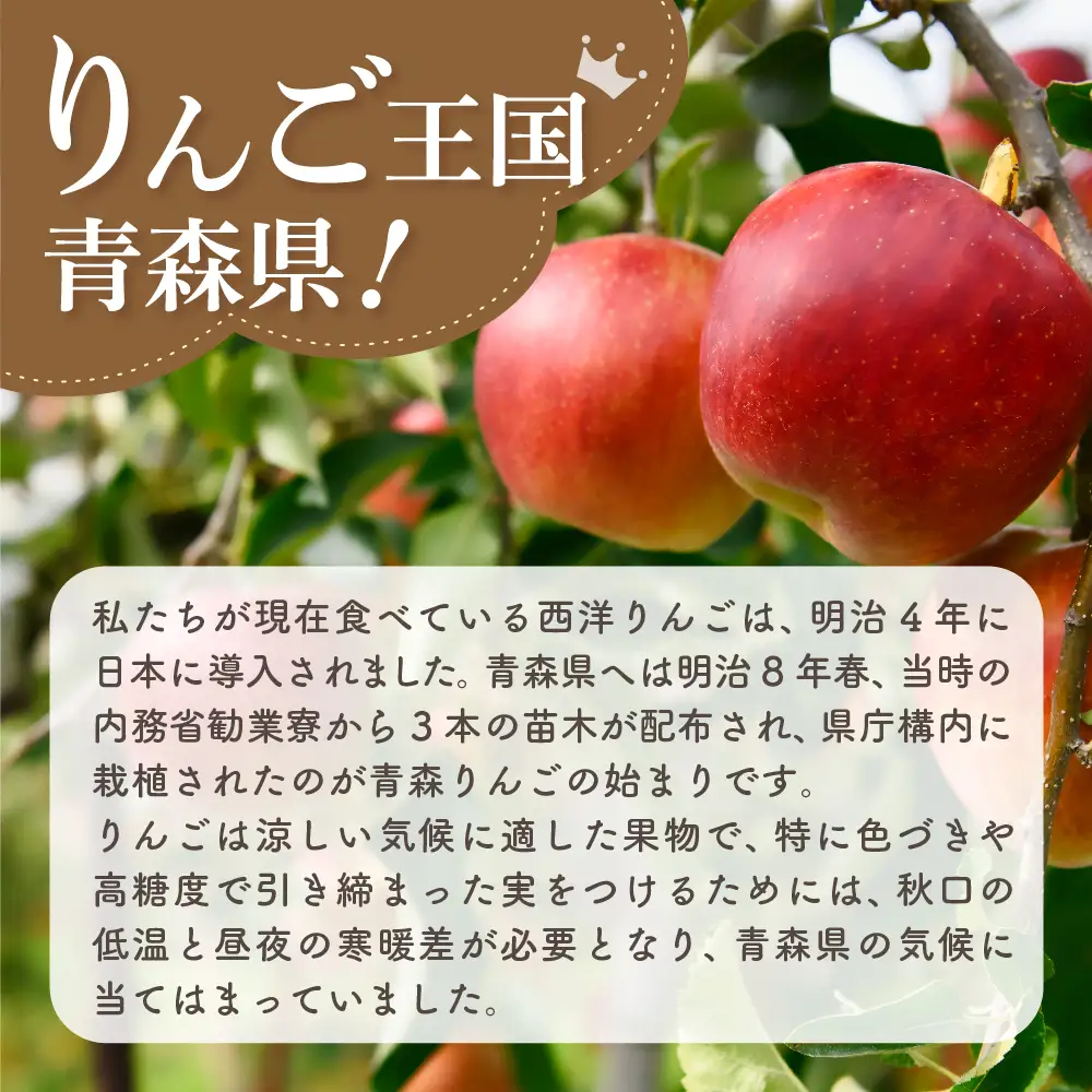 【2026年6月上旬発送】【規格外】 りんご 約10kg 有袋ふじ スマートフレッシュ™貯蔵 または CA貯蔵 【クール便】 青森県産