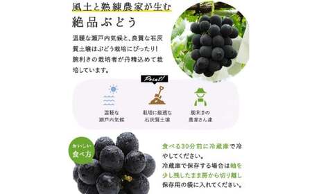 ぼっけえ大粒 ニューピオーネ 1房（800g以上） 化粧箱入り 【2026年9月上旬～10月上旬迄発送予定】 ぶどう ブドウ 葡萄 ピオーネ 果物 くだもの フルーツ 冷蔵 国産