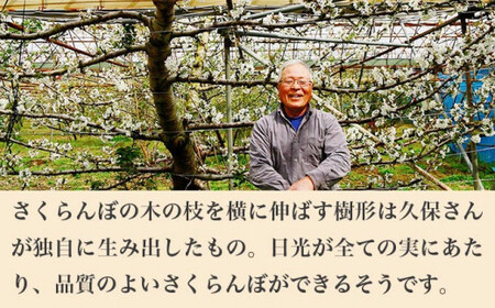 旬のさくらんぼ 佐藤錦、紅秀峰、紅佐藤、紅香、サミット 約1kg［小布施屋］サクランボ くだもの 果物 フルーツ チェリー バラ詰め 長野県産 信州産 数量限定 令和8年産【2026年6月中旬～7月中旬発送】[B-1]