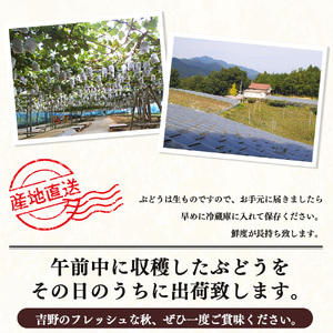 【令和８年分 先行予約】シャインマスカット 約1kg《山本観光ぶどう園》