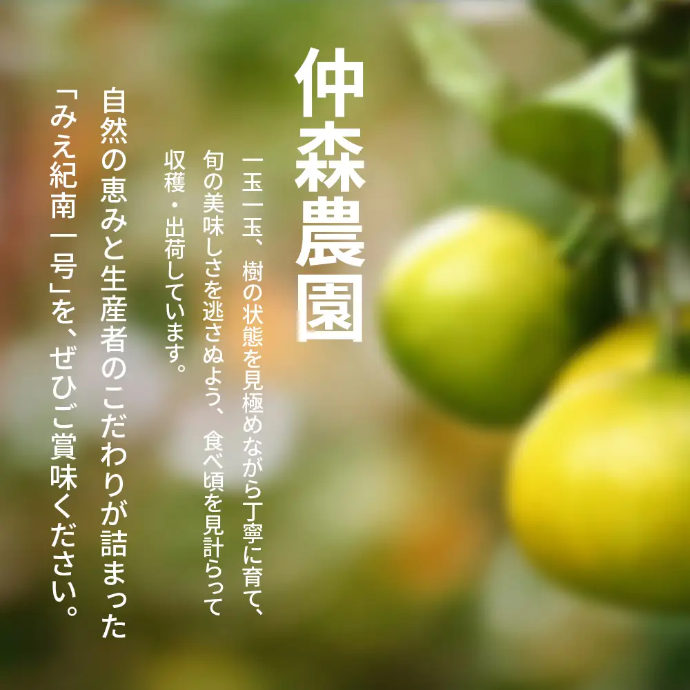 みかん 超極早生温州みかん みえ紀南一号 約10kg【nkmr0014】
