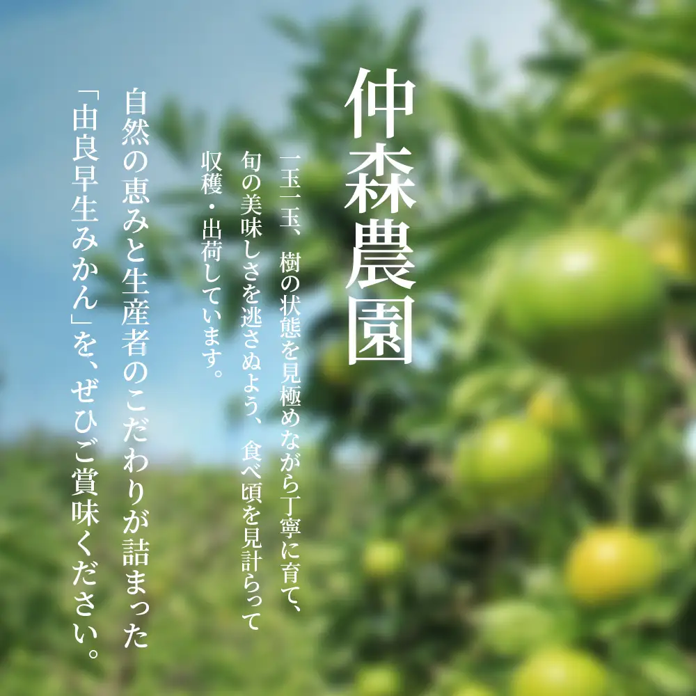 みかん 由良早生みかん 約5kg【nkmr0020】