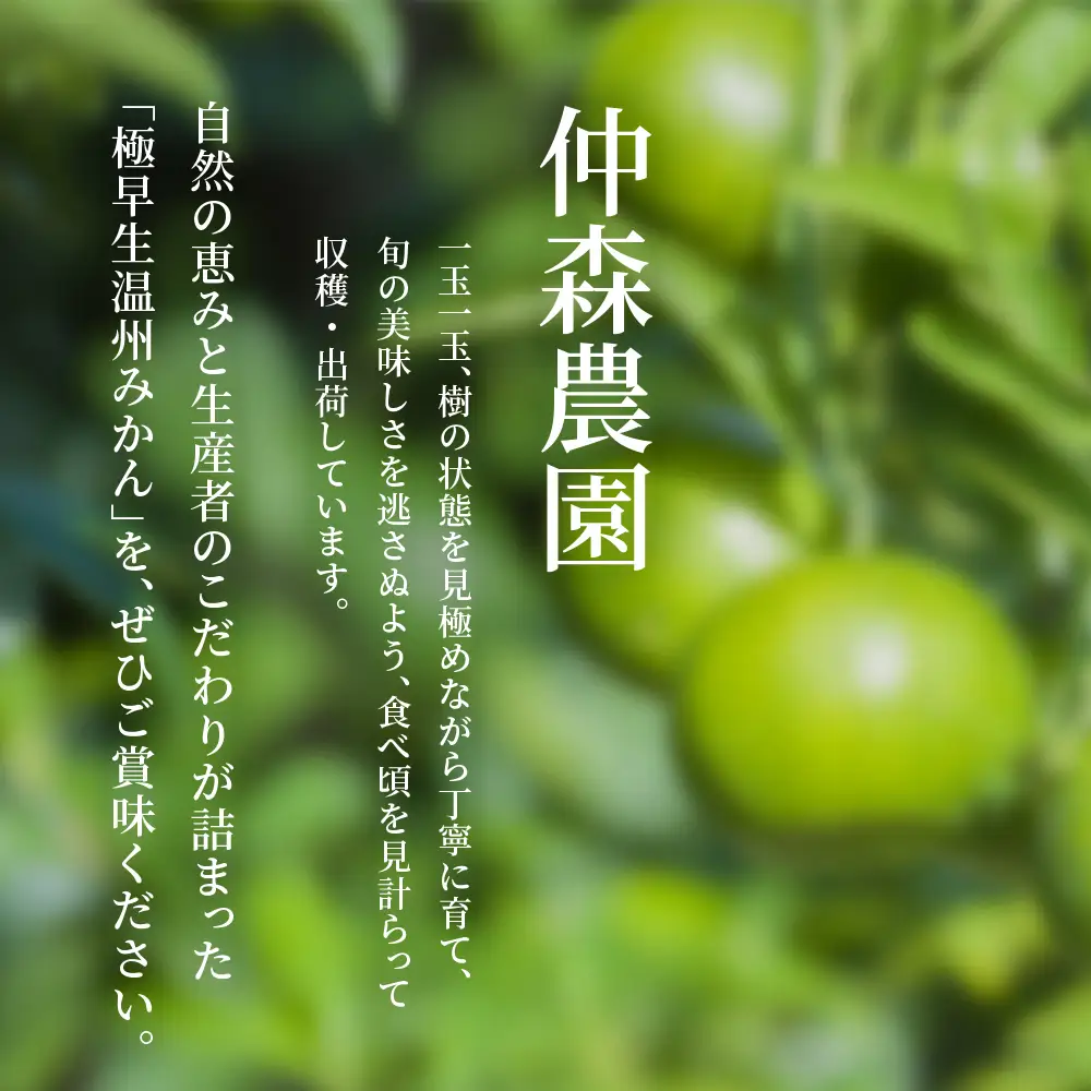 みかん 極早生温州みかん 約7kg【nkmr0017】