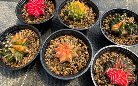 ギムノカリキウム ミハノビッチ 6株 Gymnocalycium mihanovichii 長与町/アグリューム[EAI279]
