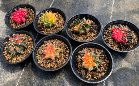 ギムノカリキウム ミハノビッチ 7株 Gymnocalycium mihanovichii 長与町/アグリューム[EAI280]