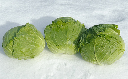 甘みたっぷり 雪下キャベツ 約2kg 野菜 キャベツ 食品 西会津 F4D-2175