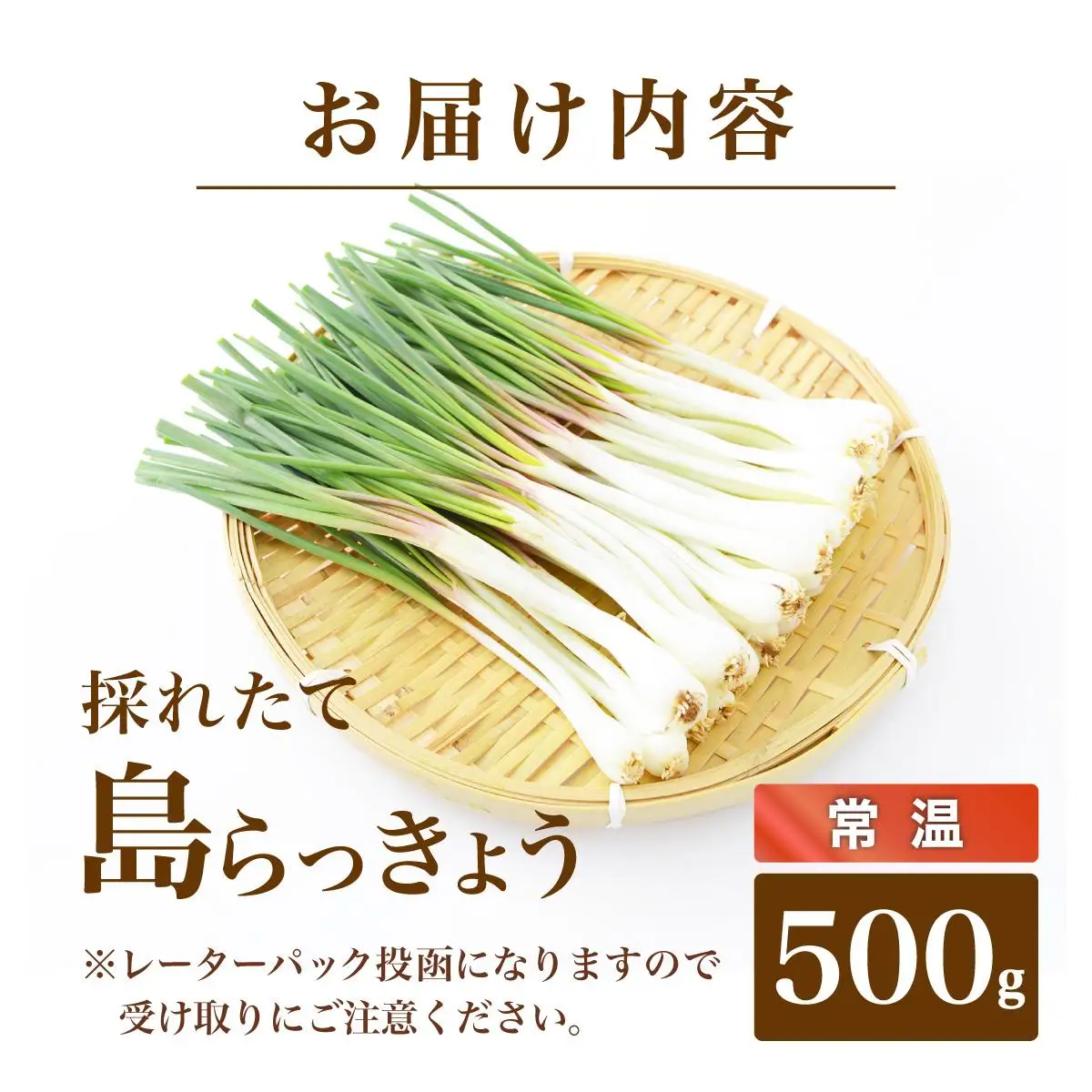 採れたて島らっきょう 500g  OK-01