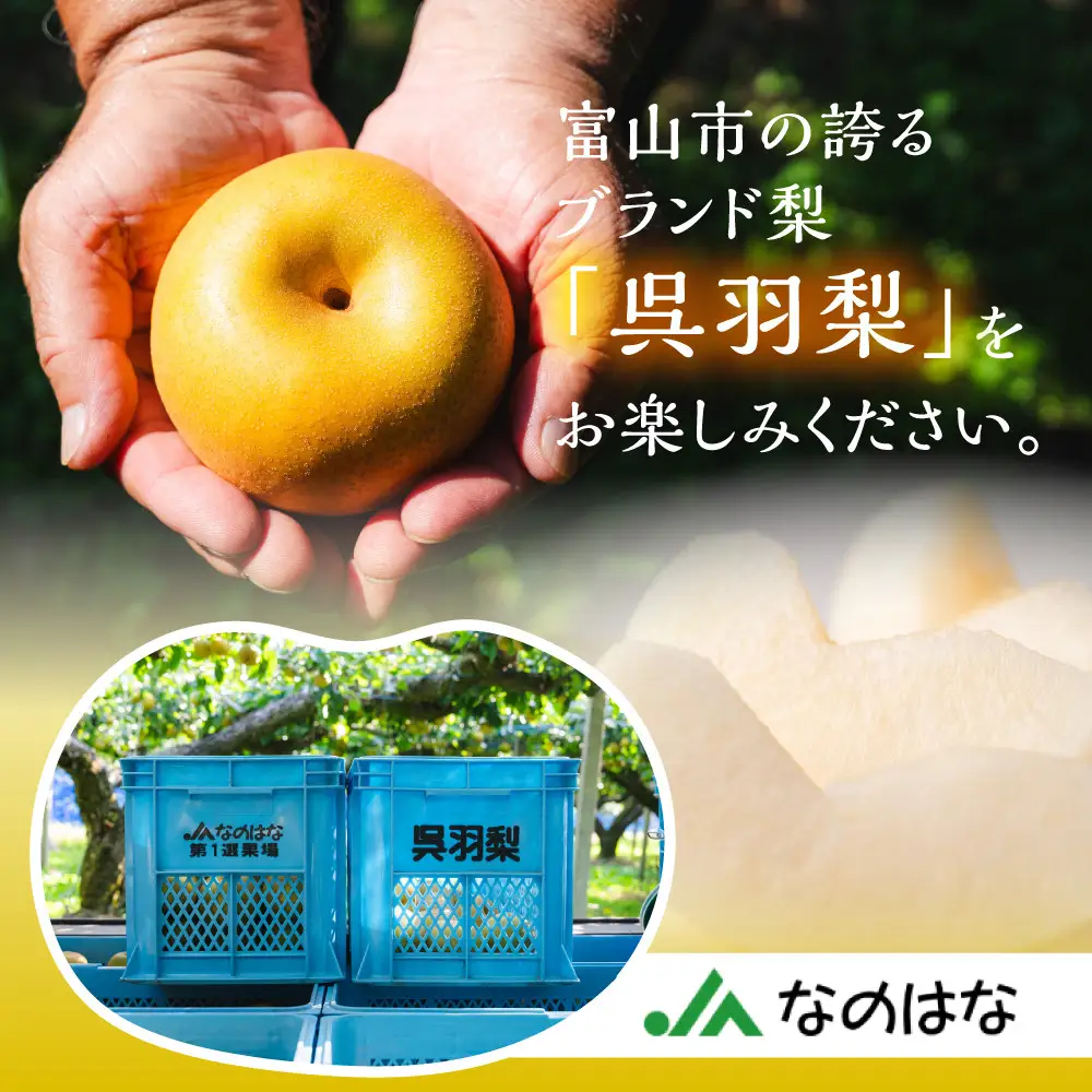 【先行予約・2026年8月25日～9月10日に発送】呉羽梨（くれはなし）5kg箱