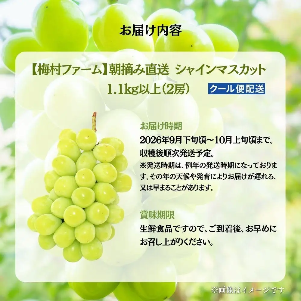 【2026年発送 先行予約】【梅村ファーム】朝摘み直送 シャインマスカット（2房入り 1.1kg以上）【030-a016】