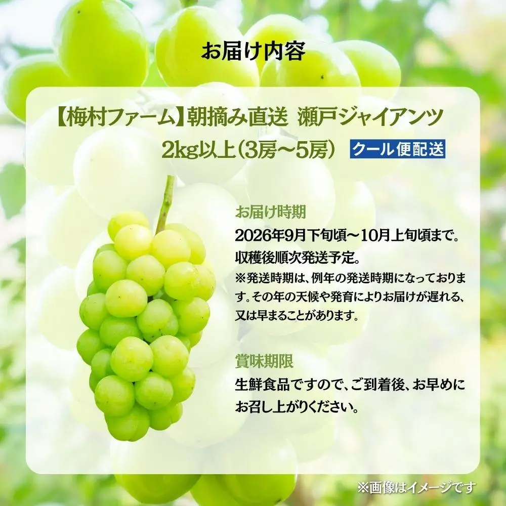 【2026年発送 先行予約】【梅村ファーム】朝摘み直送 瀬戸ジャイアンツ（3～5房入り 約2.0kg）【030-a019】