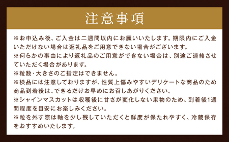【贈答用】福岡県産 シャインマスカット 糖度18度以上・大粒15g以上 桐箱入り 650g前後（1房）／冷蔵 当日発送【2026年8月上旬〜9月上旬発送予定】 葡萄 ぶどう ブドウ マスカット 果物 フルーツ 国産