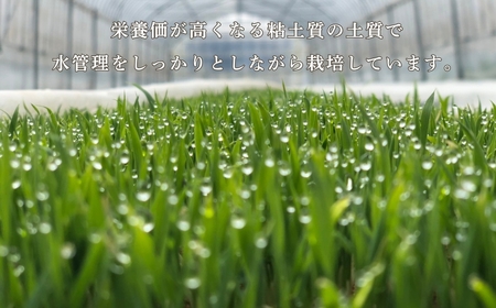【定期便】令和7年産 こしひかりカルゲン米 5kg×3ヶ月(毎月) お米 白米 コシヒカリ | 石川県 小松市【坂口農園】
