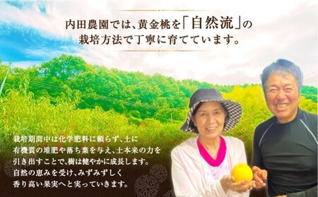 岡山県産 黄色い桃 匠の黄金桃 約3kg箱 6～9玉 【2026年8月下旬～9月下旬発送予定】 黄金桃 桃 もも モモ ピーチ 黄色 黄金 フルーツ 果物 果実 くだもの 国産 冷蔵 果汁 果肉