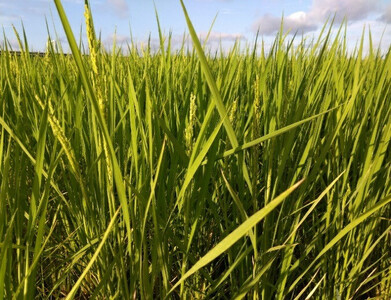 見沼田圃　ほたる米（無農薬／無化学肥料玄米） コシヒカリ 5kg　【11100-1138】