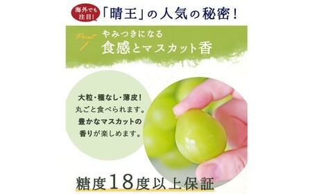 シャインマスカット 晴王 2房 （1房480g以上） 化粧箱入り 【2026年8月下旬～11月上旬迄発送予定】／ マスカット 葡萄 ぶどう 果物 果実 フルーツ 種なし 皮ごと 大粒 岡山県 美咲町 冷蔵