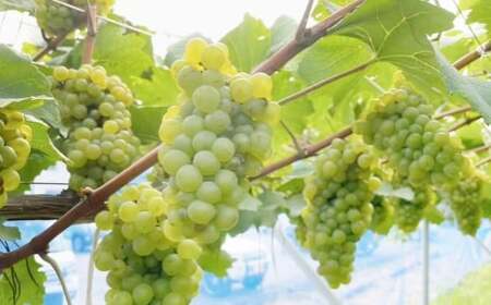 tosa cavatina 美良布マスカット・ベーリーAロゼ 2024（1本） 750ml × 1本 ワイン ロゼワイン マスカット・ベーリーA お酒 酒 さけ アルコール アルコール飲料 中辛口 冷蔵 高知県 香美市