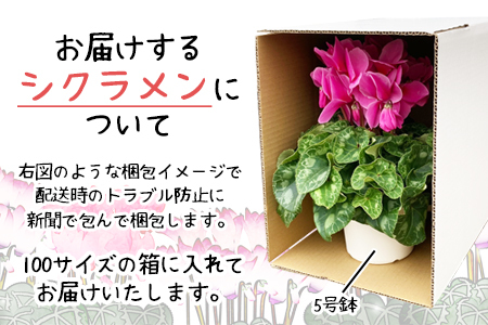 【色で選べる】花巻温泉バラ園で育てたシクラメン＜2026年11月より順次発送＞ホワイト系 【2279-3】