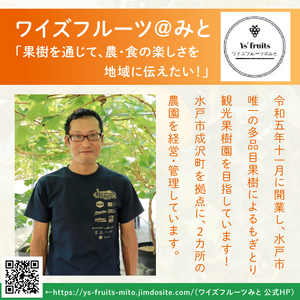 【2026年10月上旬より順次発送】【数量限定】太秋柿 約2kg（6-8玉）（MA-4）