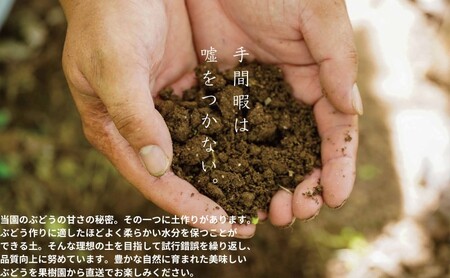 ぶどう 藤稔 2房 合計1.0kg以上 産地直送 朝採れ ぶどう 葡萄 岡山 Kawahara green Farm 岡山県産 2026年