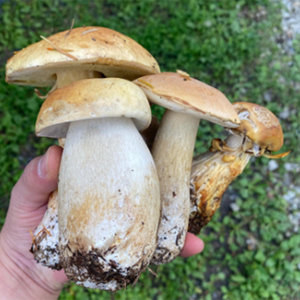 体験 北海道 季節のキノコ狩り 体験チケット 2枚 (2名様分) ioru 体験型 旅行 子供 大人 アクティビティ アウトドア スポーツ ギフト券 チケット 券 きのこ キノコ きのこ鍋 煮物 渓流 芦別市