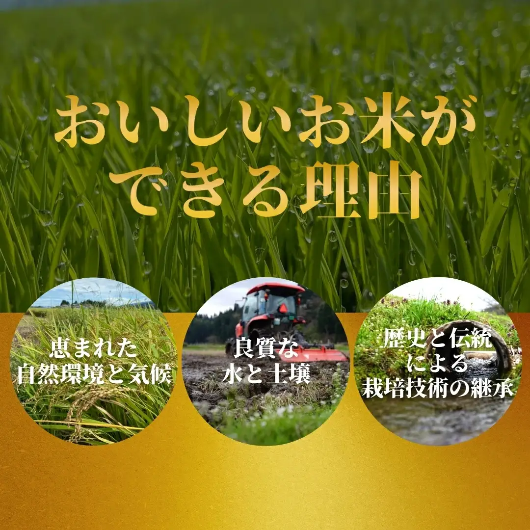 【先行予約】令和8年産 3ヶ月定期便 五泉市産 特別栽培米 コシヒカリ 5kg(5kg×1袋)